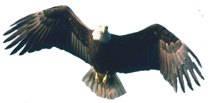 Soaring Eagle